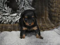 Sweetie, a female Yorkipoo for sale in Nappanee, IN – Photo 3 of 10