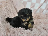 Sweetie, a female Yorkipoo for sale in Nappanee, IN – Photo 1 of 10
