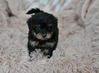 Sweetie, a female Yorkipoo for sale in Nappanee, IN – Photo 9 of 10