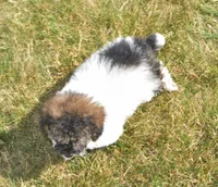 Madison , a male Poodle - Toy  for sale in Nappanee, IN – 7 of 10