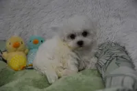 Stewart , a male Maltipoo for sale in Nappanee, IN – Photo 3 of 3