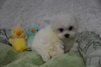 Stewart , a male Maltipoo for sale in Nappanee, IN – Photo 2 of 3