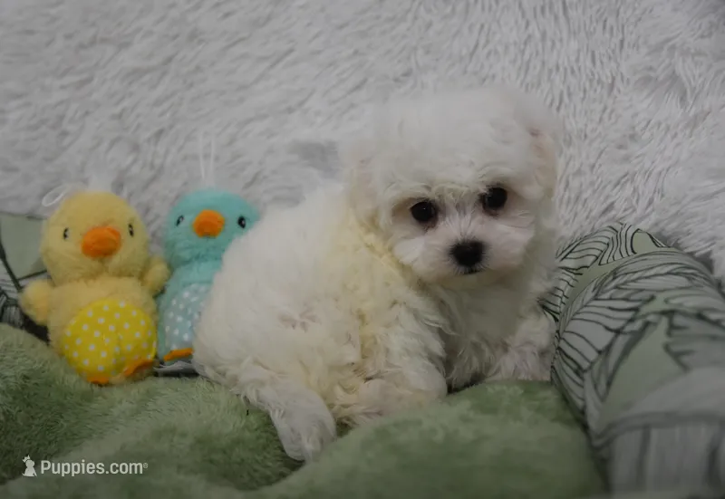 Stewart  – Maltipoo puppy for sale in Nappanee, IN