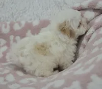 Abby , a female Maltipoo for sale in Nappanee, IN – 2 of 10