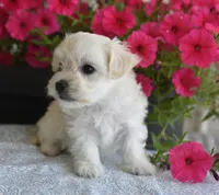 Joy T-cup, a female Maltipoo for sale in Nappanee, IN – 2 of 8