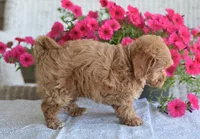 Boone , a female Maltipoo for sale in Nappanee, IN – 4 of 6