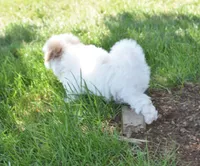Sycamore, a male Maltipoo for sale in Nappanee, IN – 4 of 9