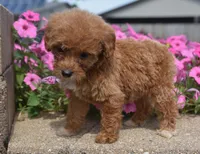 Lily , a female Irish Doodle for sale in Nappanee, IN – 4 of 6