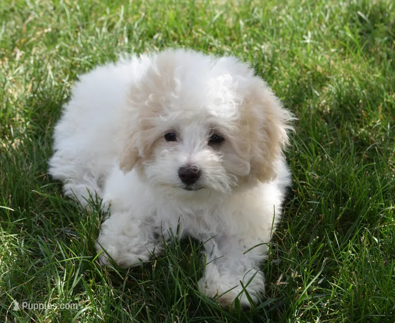Arlo  – Maltipoo puppy for sale in Nappanee, IN