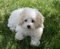 Arlo , a male Maltipoo for sale in Nappanee, IN – 1 of 8