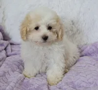 Arlo , a male Maltipoo for sale in Nappanee, IN – 3 of 8