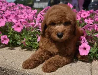 Lawson, a male Irish Doodle for sale in Nappanee, IN – 7 of 7
