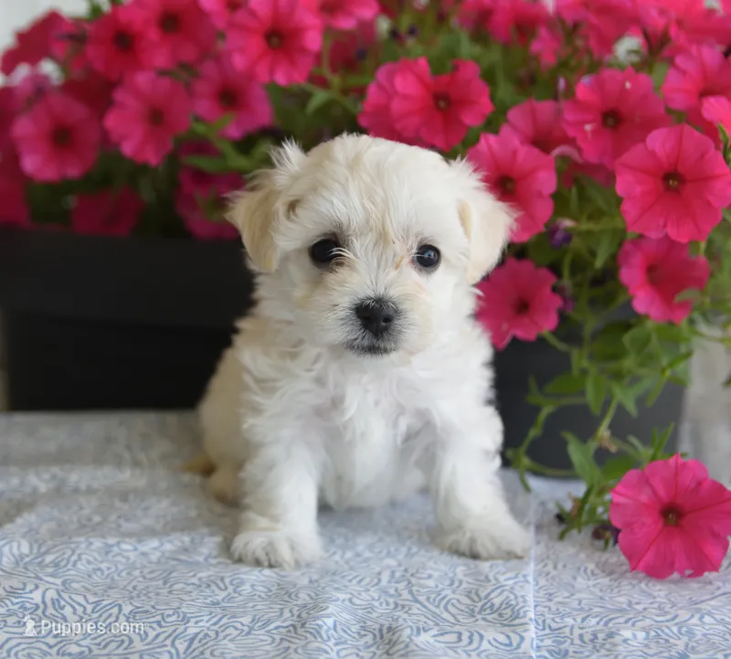 Joy T-cup – Maltipoo puppy for sale in Nappanee, IN