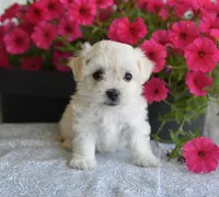 Joy T-cup, a female Maltipoo for sale in Nappanee, IN – 1 of 8