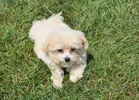 Jasper T-cup , a male Maltipoo for sale in Nappanee, IN – 9 of 10