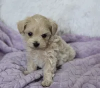 Ash , a male Maltipoo for sale in Nappanee, IN – 4 of 5