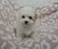 Abby , a female Maltipoo for sale in Nappanee, IN – 6 of 10