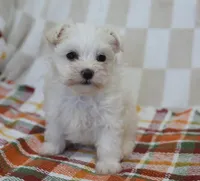 Cooper , a male Maltipoo for sale in Nappanee, IN – 3 of 5