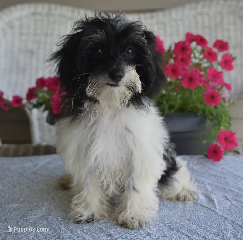 Alyssa  – Maltipoo puppy for sale in Nappanee, IN