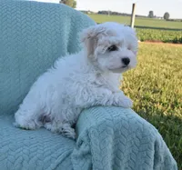 Bambi , a male Maltipoo for sale in Nappanee, IN – 8 of 10