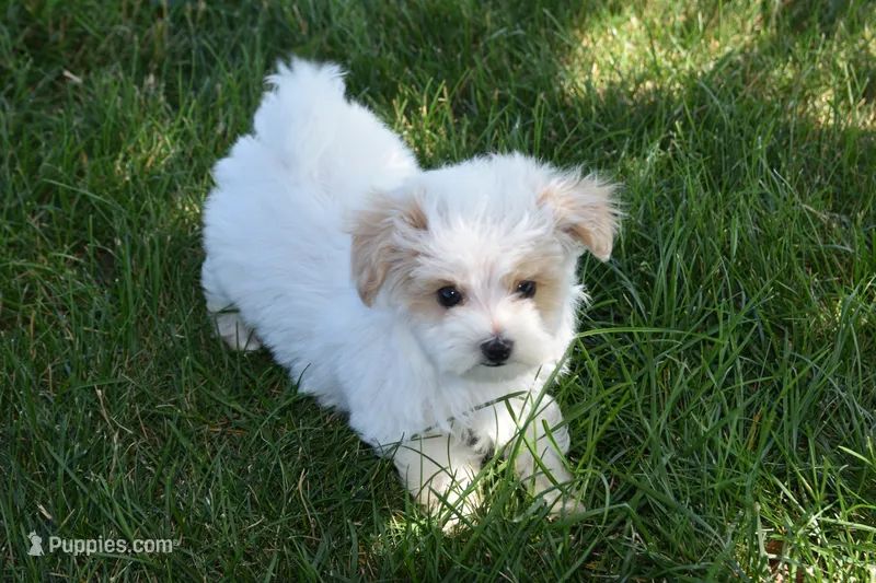 Oak  – Maltipoo puppy for sale in Nappanee, IN
