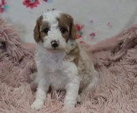 Gloria , a female Irish Doodle for sale in Nappanee, IN – Photo 1 of 7