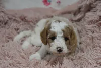 Gloria , a female Irish Doodle for sale in Nappanee, IN – Photo 2 of 7