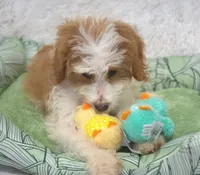 Gloria , a female Irish Doodle for sale in Nappanee, IN – Photo 3 of 3