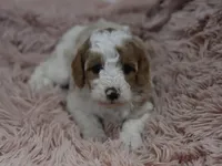 Gloria , a female Irish Doodle for sale in Nappanee, IN – Photo 3 of 7