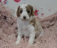 Gloria , a female Irish Doodle for sale in Nappanee, IN – Photo 5 of 7