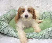 Gloria , a female Irish Doodle for sale in Nappanee, IN – Photo 2 of 3