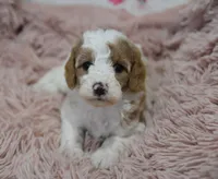 Gloria , a female Irish Doodle for sale in Nappanee, IN – Photo 7 of 7