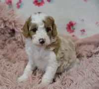 Gloria , a female Irish Doodle for sale in Nappanee, IN – Photo 4 of 7