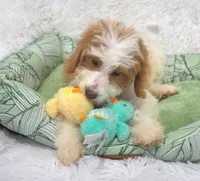 Gloria , a female Irish Doodle for sale in Nappanee, IN – Photo 1 of 3
