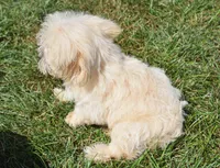 Jasper T-cup , a male Maltipoo for sale in Nappanee, IN – 10 of 10
