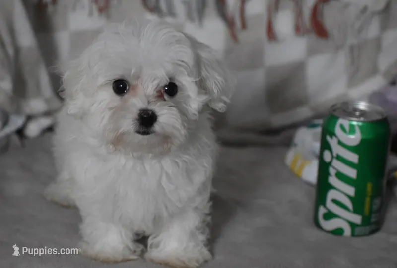 Charlie t-cup – Maltipoo puppy for sale in Nappanee, IN