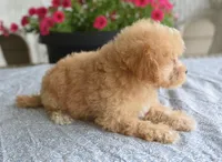 Preston , a male Maltipoo for sale in Nappanee, IN – 4 of 4