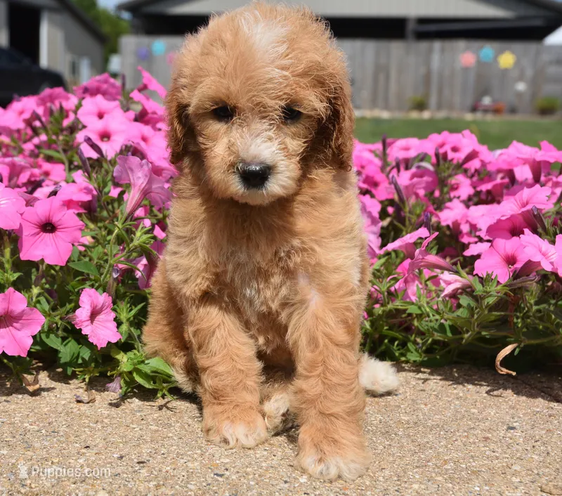 Lacey  – Irish Doodle puppy for sale in Nappanee, IN