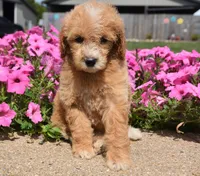 Louie , a male Irish Doodle for sale in Nappanee, IN – 4 of 6