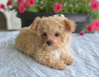 Dakota, a male Maltipoo for sale in Nappanee, IN – 2 of 9