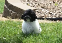 Alexis , a female Maltipoo for sale in Nappanee, IN – 8 of 10