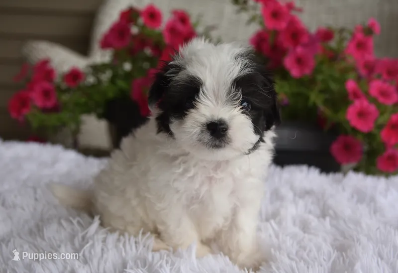 Josie  – Maltipoo puppy for sale in Nappanee, IN