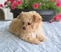 Dakota, a male Maltipoo for sale in Nappanee, IN – 4 of 10