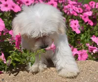 Joy T-cup, a female Maltipoo for sale in Nappanee, IN – 9 of 9