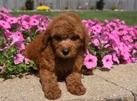 Lawson, a male Irish Doodle for sale in Nappanee, IN – 3 of 7