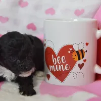 Mimi , a female Poodle - Toy  for sale in Nappanee, IN – Photo 5 of 8