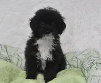 Mimi , a female Poodle - Toy  for sale in Nappanee, IN – 3 of 5