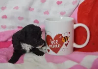 Mimi , a female Poodle - Toy  for sale in Nappanee, IN – Photo 2 of 5