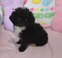 Mimi , a female Poodle - Toy  for sale in Nappanee, IN – Photo 7 of 8
