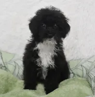 Mimi , a female Poodle - Toy  for sale in Nappanee, IN – 1 of 5